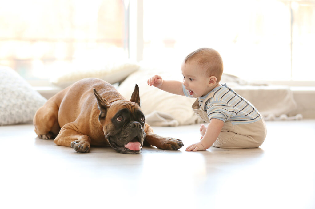 baby and a dog playing on laminate flooring